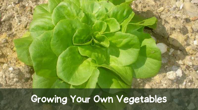 Lettuce growing in a small garden, with the words :"Growing Your Own Vegetables" on the bottom of the image