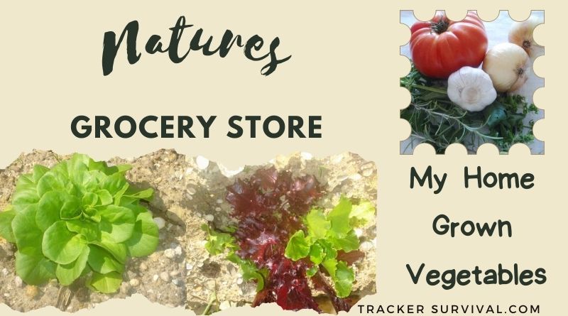 An infogram with the words, "Natures Grocery Store" on the top left, and "My Home Grown Vegetables on the "bottom right, an image of homegrown lettuce in the ground on the bottom left and tomatoes, onions and garlic on top of herbs on the top right of the image.