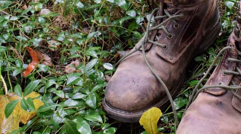 An Image of an Old Pair Of Brown Leather Shoes On Green Leaves and Grass