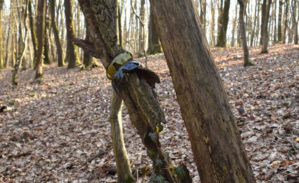 Image of A pair of Safety Glasses and a pair of Sunglasses Placed one above the other on a leaning Tree In The Woods