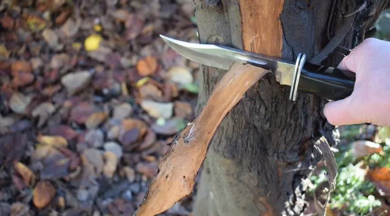 My Buck Knife Review.
